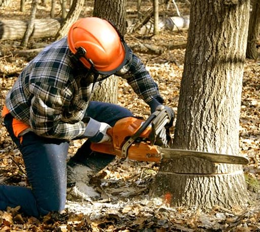 Tree Removal in Art, TX
